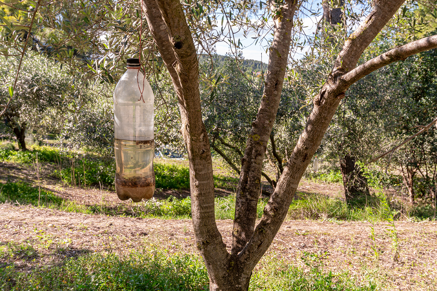 Cómo Combatir Moscas Y Mosquitos En El Jardín – Club Jardinero