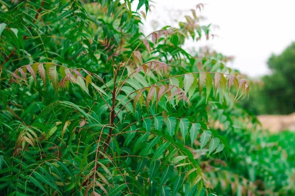 Neem