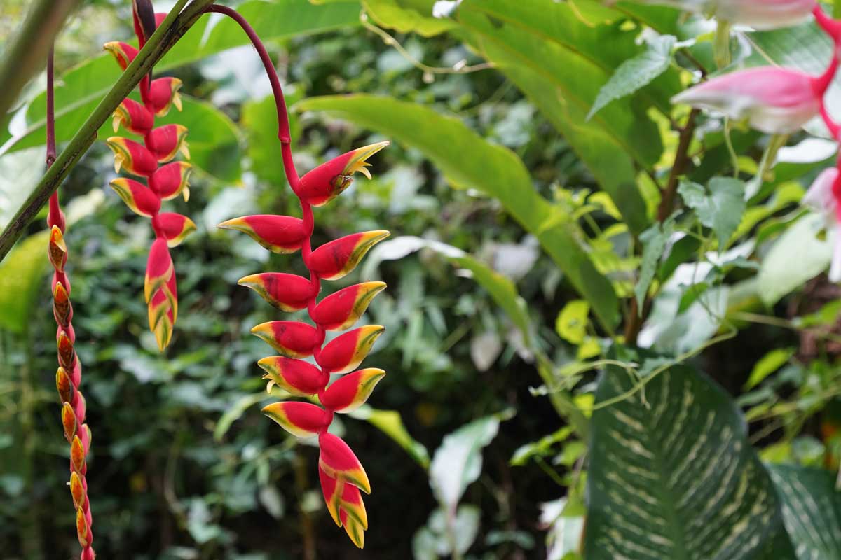 Heliconias