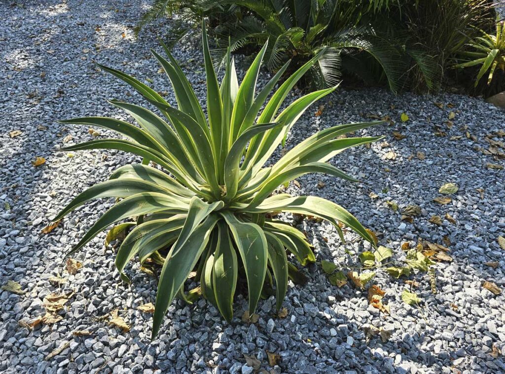 Agaves y suculentas