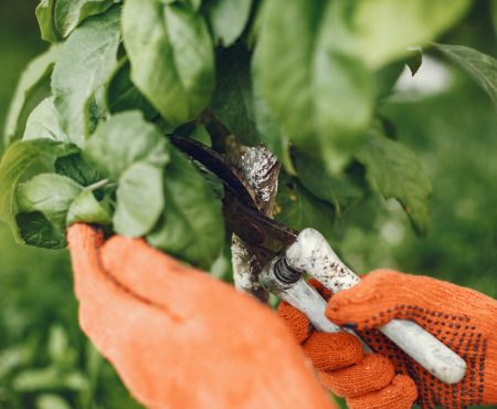 Woman gathers fresh kitchen herbs in the garden. Hand in a orange gloves.