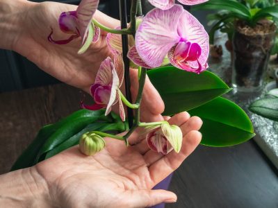 Young blooming orchid buds in the palms. Home gardening, orchid breeding.