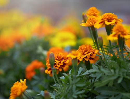Close up of orange marigold blooming in pots at greenhouse. Blur background. Concept of horticultural industry and flower farming.