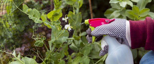 close-up-hombre-guantes-jardineria-rociando-plantas (1)