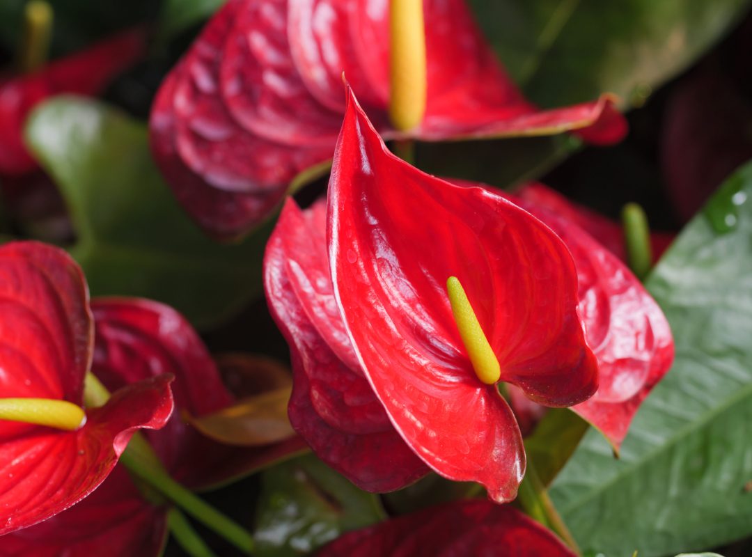 Close-up shot bouquet of a fresh and natural colorful tropical  Anthurium flower select focus shallow depth of field