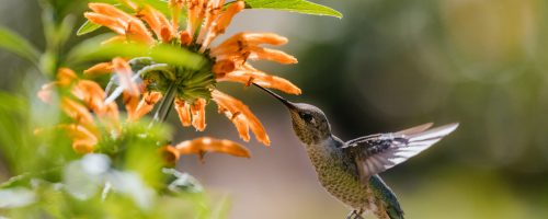 green and gray humming bird flying over yellow flowers