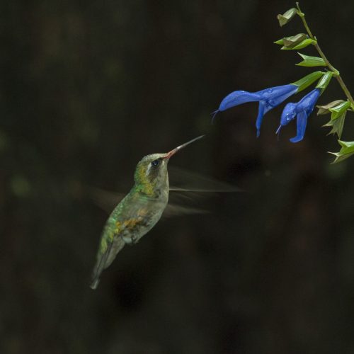 A selective focus shot of a cute Colibri smelling the taste of a blue flower on black background