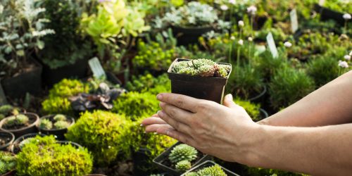 Choosing the succulents in pots for a rocky garden
