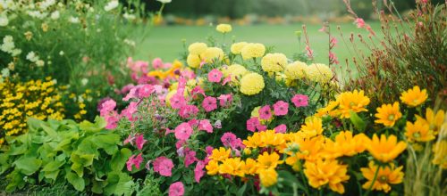 Beautiful flower garden with blooming asters and different flowers in sunlight, landscape design, spring background