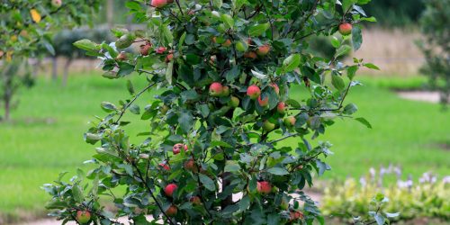 beautiful apple tree in the garden. High quality photo