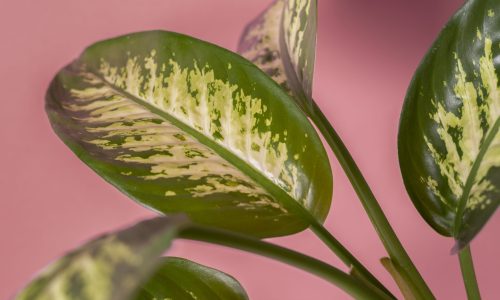 hermosos-detalles-plantas-bicolor (1)