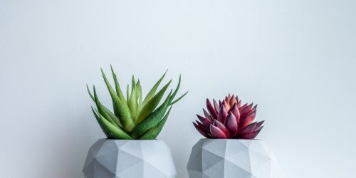 Concrete pot. Green and red succulent plants in modern geometric concrete planters on wooden shelf isolated on white background.