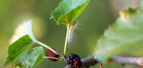 A fluffy caterpillar crawls along a leaf on a mulberry tree. Garden pest control.