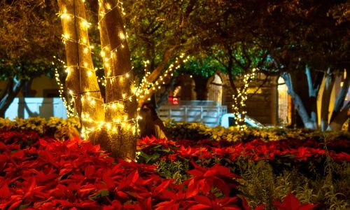 A Park with christmas lights and flowers at night in Queretaro Mexico