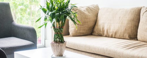Vase plant decoration with sofa interior of living room