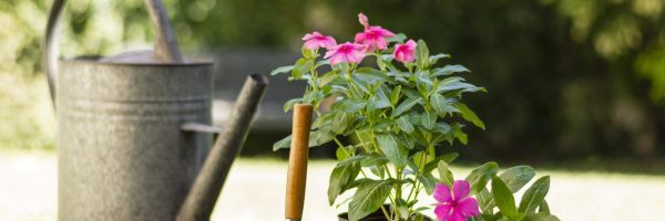 plantas-herramientas-jardineria-cerrar