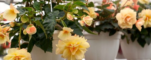 Closeup of begonia plant in a white pot with beautiful big yellow flowers and dark green leaves, photographed in greenhouse. Concept of modern large hothouse with beautiful flowers.