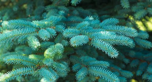 Branches of beautiful blue spruce in sunny day. Nature theme.