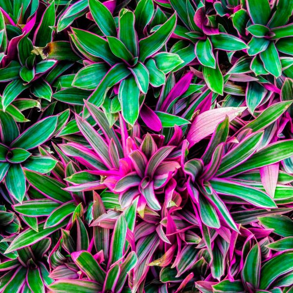 shutterstock_1235514610