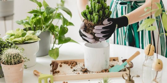 Woman,Gardeners,Transplanting,Cacti,In,Ceramic,Pots,On,The,White