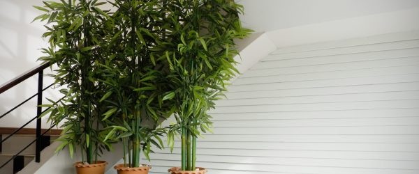 Beautiful,Indoor,Decoration,With,Green,Bamboo,In,Pots,On,White