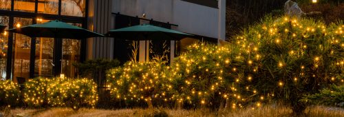 Evergreen,Shrubs,Decorated,With,Small,Yellow,Christmas,Lights,In,Front