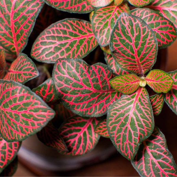 shutterstock_1616675236