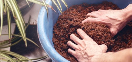 Close,Up,Male,Hands,Mixing,Coconut,Coir,With,Soil,In