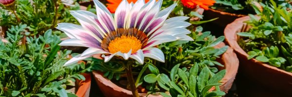 Close,Up,Of,Gazania,Rigens,Flower.flower,In,Pots.gazania,Rigens.with,Selective