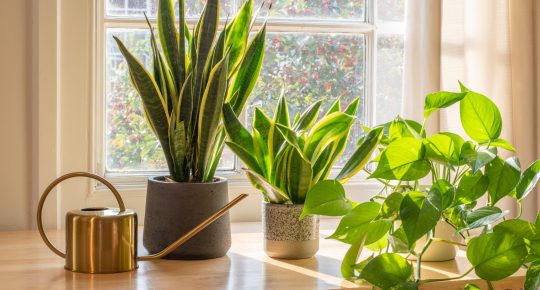 A,Sansevieria,Trifasciata,Snake,Plant,In,The,Window,Of,A