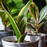 A,Young,Growing,Snake,Plant,(dracaena,Trifasciata,,Mother-in-law's,Tongue),Sits