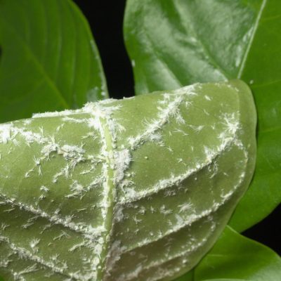 shutterstock_1896646579