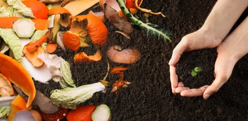 Organic,Waste,For,Composting,On,Soil,And,Woman,Holding,Green