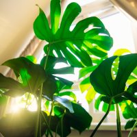 Bottom,View,Exotic,Tropical,Green,Monstera,Palm,Leaves,In,Sunlight.