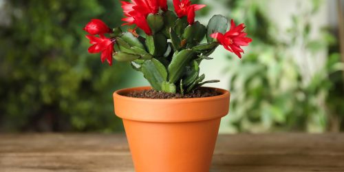 Beautiful,Blooming,Schlumbergera,(christmas,Or,Thanksgiving,Cactus),In,Pot,On