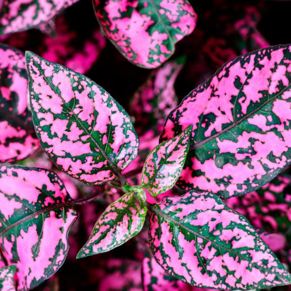 shutterstock_1984538396