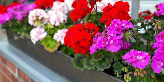 Vibrant,Red,And,Pink,Blooming,Geranium,Flowers,In,Flowers,Pot