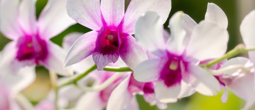 A,Sprig,Of,An,Orchid,Of,The,Dendrobium,Nobile,Type,