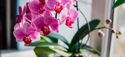 Pink,Flower,And,Leaves,Of,The,Phalaenopsis,Orchid,In,A