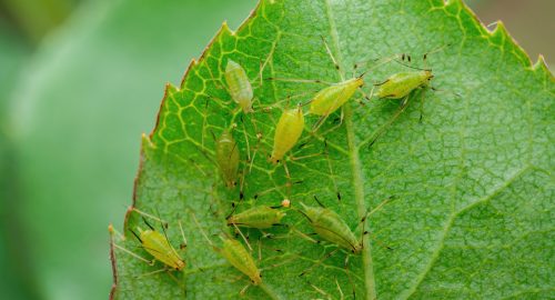 Aphid,Colony,On,Leaf.,Greenfly,Or,Green,Aphid,Garden,Parasite