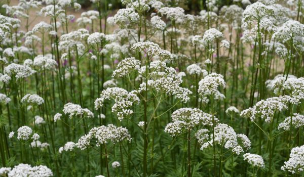 Valerian,,Valeriana,Officinalis,,Is,A,Wild,Plant,With,White,Flowers.
