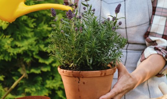 Gardening,,Greenery,Backyard,Garden,Concept.,Young,Female,Gardener,Watering,Potted