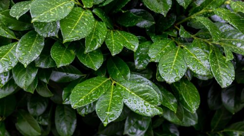 Natural,Green,Leafy,Background.,Wet,Juicy,Green,Leaves,Of,The