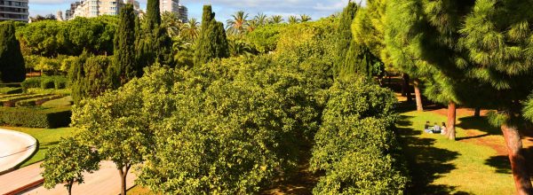 Orange,Green,Trees,In,City,Park.,Valencia,Central,Park,With