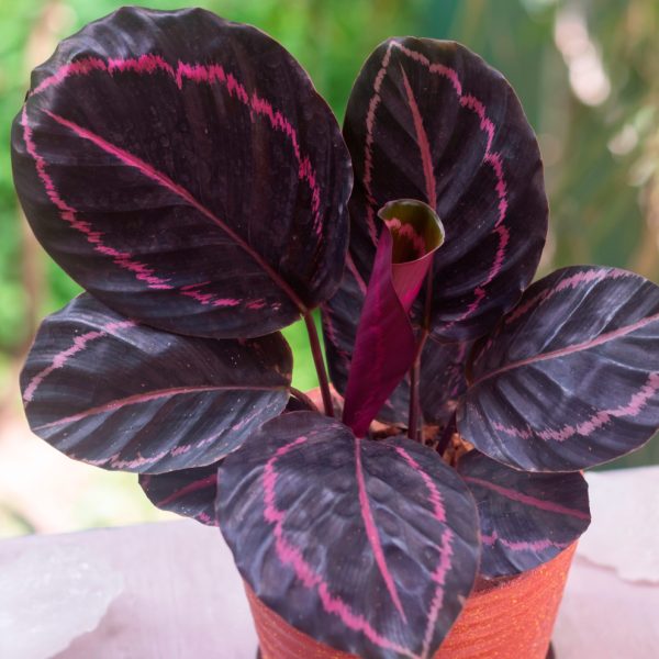 shutterstock_2185404131