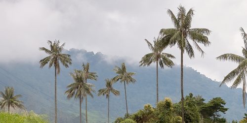 The imposing wax palm stands out among the native forest of the Valle de Cocora in Salento, Colombia. Vertical.