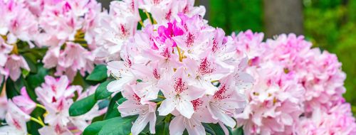 Bright,Pink,Rhododendron,Hybridum,Cheer,Flowers,With,Leaves,In,The