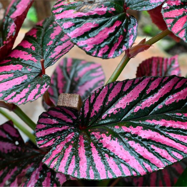 shutterstock_2236479897