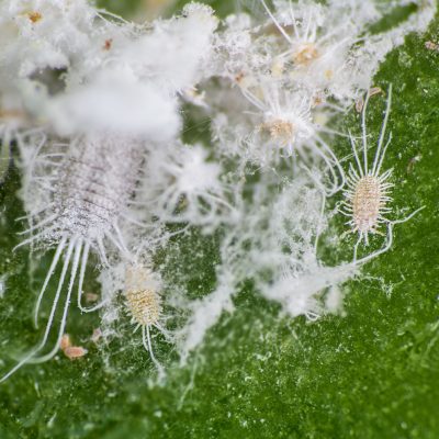 shutterstock_2239322333