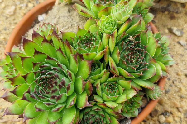 Sempervivum